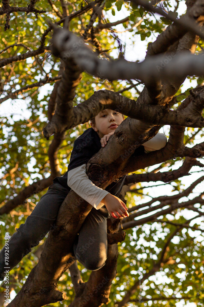 The boy climbed a tree. The child sat on the branches of a tree.