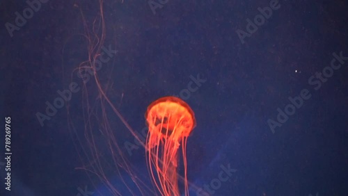 jellyfish change colors inside Depp water
red blue green
meduza photo