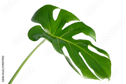 Split leaf philodendron, monstera plant element transparent png photo