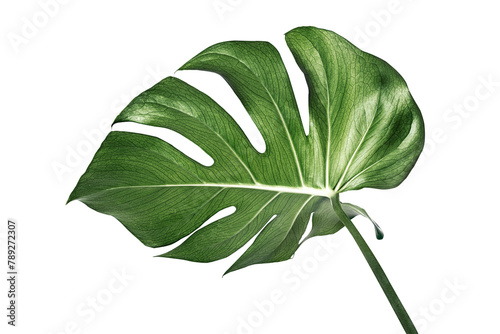 Split leaf philodendron, monstera plant element transparent png photo