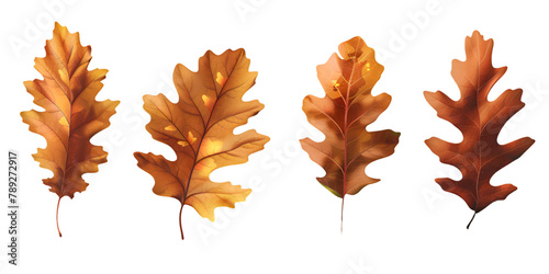 Collection of oak leaves in autumn hues, isolated on transparent background  photo