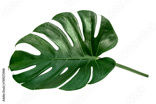 Split leaf philodendron, monstera plant element transparent png photo