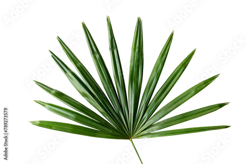 Obraz na płótnie Fresh green palm leaf transparent png