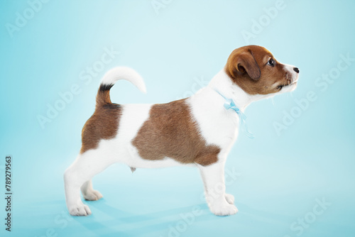 Fototapeta Naklejka Na Ścianę i Meble -  cute small jack russel terrier puppy portrait on blue background