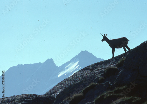 chamois in valnontey in cogne in italy