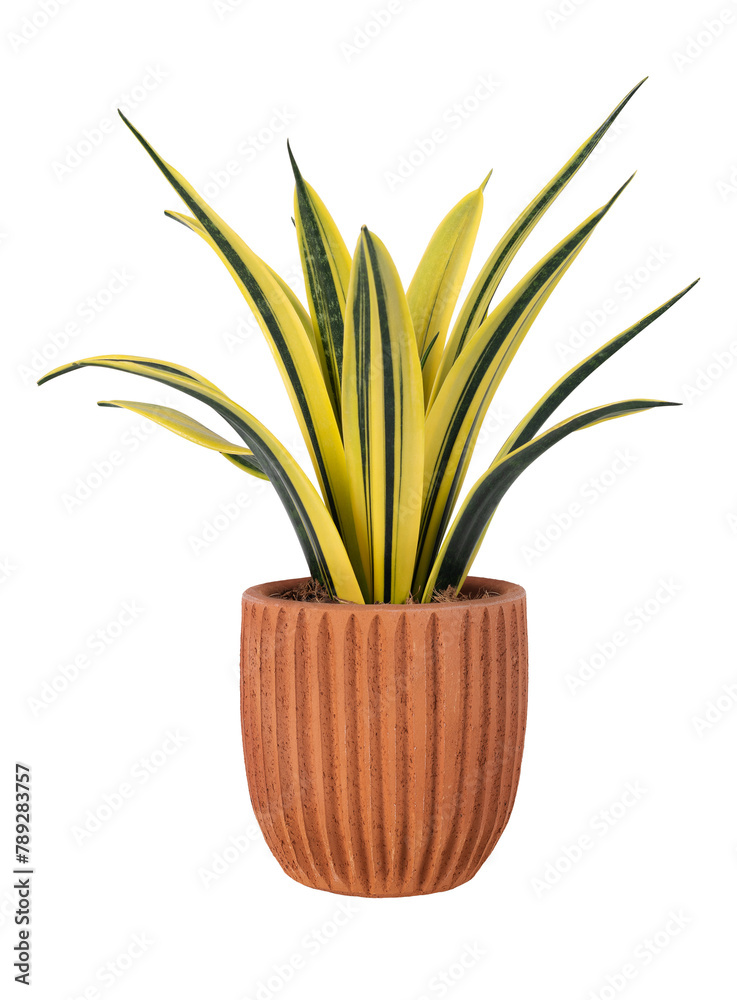 Snake plant png mockup in a terracotta pot home decor Snake plant png mockup in a terracotta pot home decor