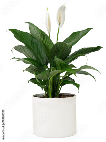 Peace lily plant png mockup in a white pot