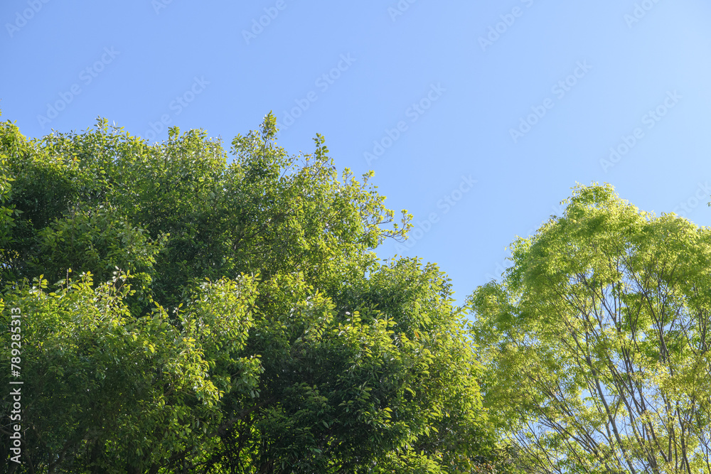 生い茂る木々と青空 生い茂る木々と青空