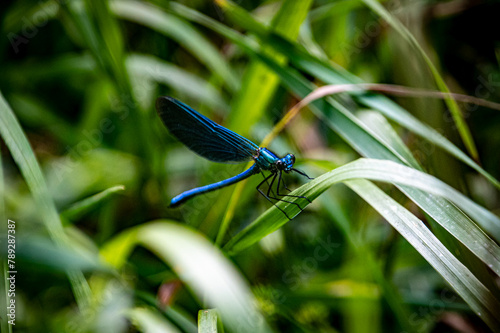 Blue dragonfly in the garden photo