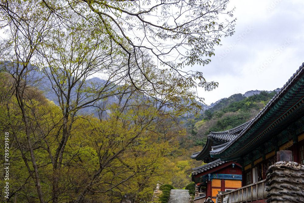 The beautiful spring color at Donghaksa temple. The beautiful spring color at Donghaksa temple.