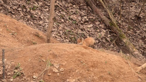 Little Fox is training to hunt rodents by attacking in a jump. Fox hid the rat's body, and the little fox found it. Female Red Fox took her cub for a walk near a den in a city park in spring