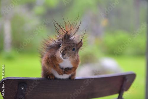 Wet squirrel