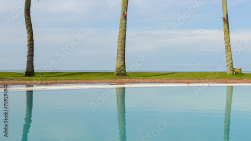 Palmtree