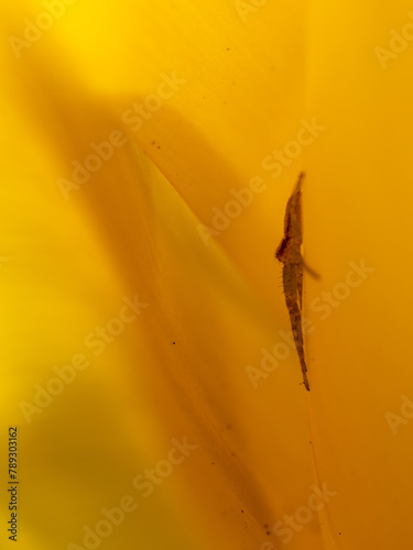 Running Crab Spider Laying in Wait in side a Yellow Tulip