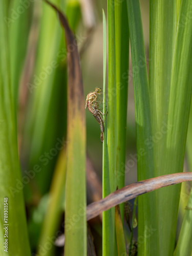 Large Red Damselfly Emerging From its Exuvium