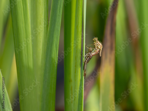 Large Red Damselfly Emerging From its Exuvium