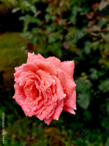 pink rose with blurred green background great bokeh