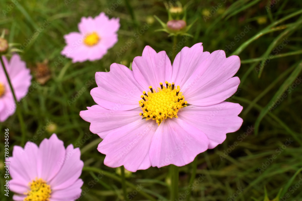 Obraz premium 綺麗に咲いた薄紅色のコスモス