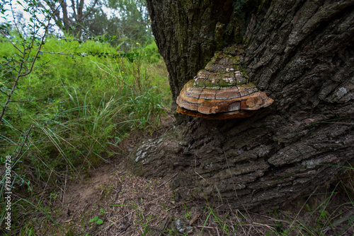 Orange fungus on the trunk of a tree, La Pampa Province, Patagonia, Argentina. photo