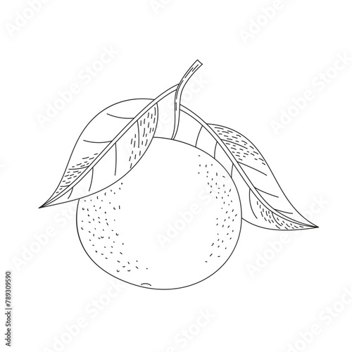 Orange fruit hand drawn doodle. Coloring page with a citrus fruit. Line art vector illustration on a white background