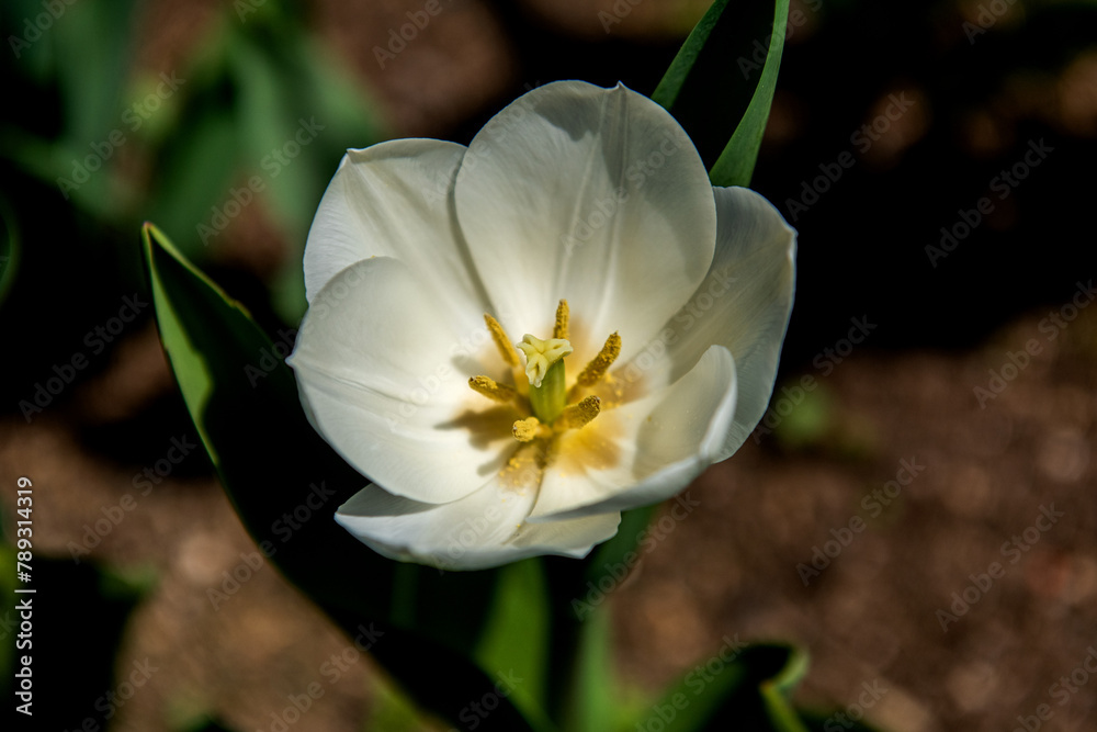The beautiful and colorful tulip flower in garden. The beautiful and colorful tulip flower in garden.