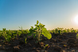 A small soybean seedling grows in a field. Close-up of soybean sprouts growing in an agricultural field. Soybean plants at sunset. Agro industry