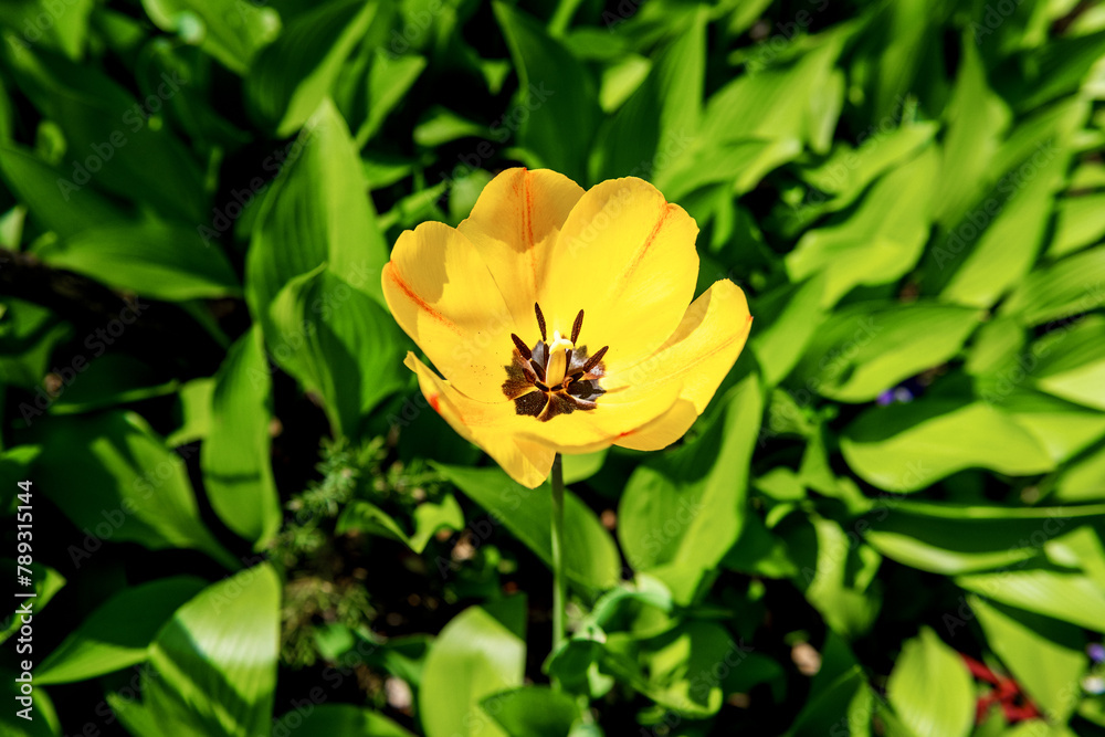 The beautiful and colorful tulip flower in garden. The beautiful and colorful tulip flower in garden.
