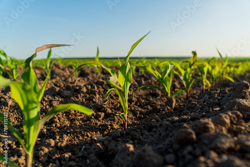 A small corn seedling grows in a field. Close-up of corn sprouts growing in an agricultural field. Corn plants at sunset. Agro industry