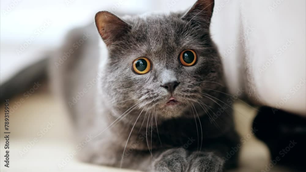British Shorthair cat with orange eyes lying on the floor, looking around British Shorthair cat with orange eyes lying on the floor, looking around