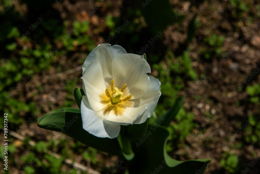 The beautiful and colorful tulip flower in garden.