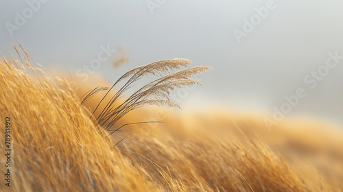 Water reeds in the wind, air element