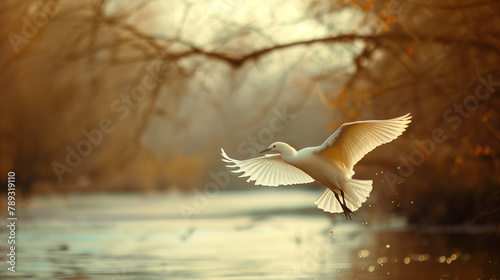 White heron flying over a lake, air element photo