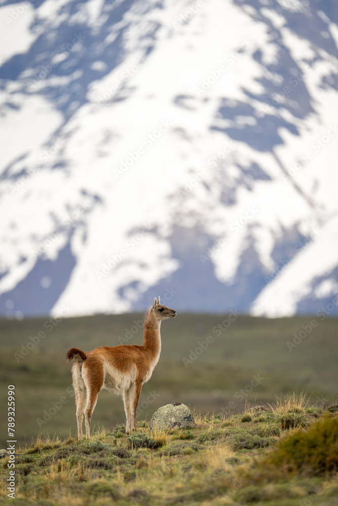 Guanaco stands in profile on grassy ridge Guanaco stands in profile on grassy ridge