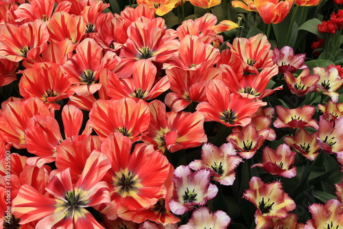 Spryng Break and Colour Fusion Tulips at the Keukenhof Flower Garden, Netherlands photo