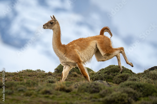 Guanaco sprints across hilltop with mountains behind