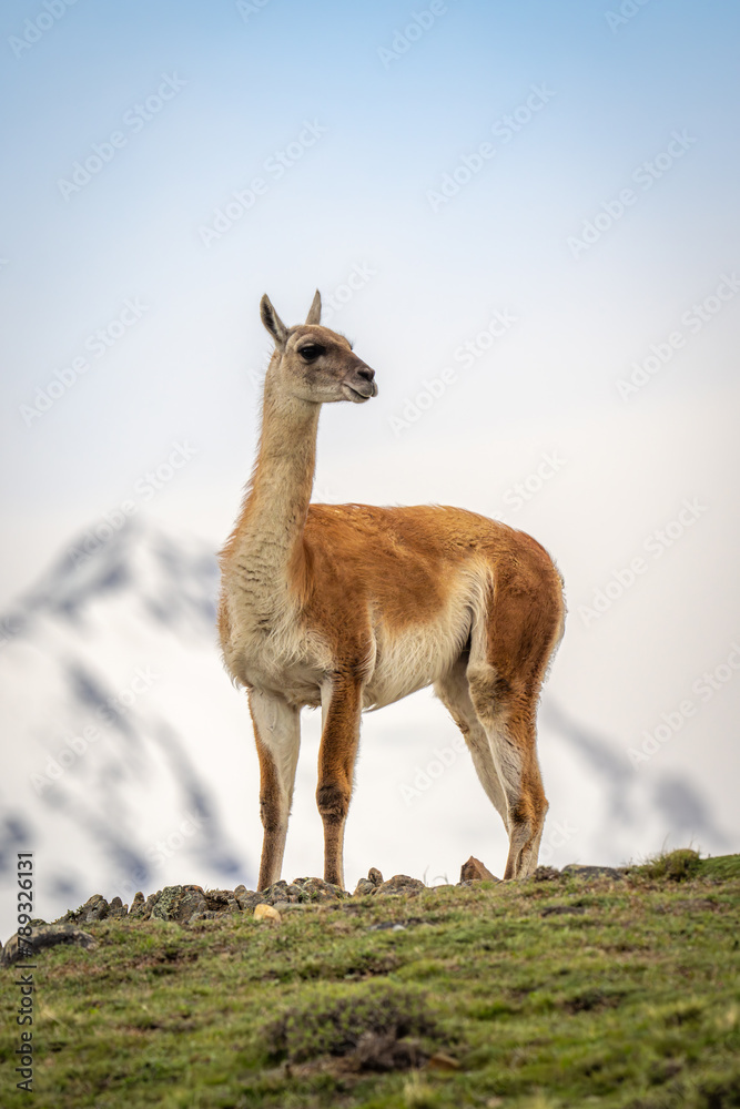 Guanaco stands silhouetted turning head on ridge Guanaco stands silhouetted turning head on ridge