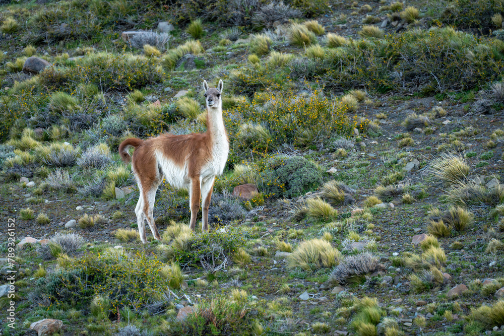 Guanaco stands watching camera on bushy slope Guanaco stands watching camera on bushy slope