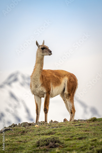 Guanaco stands silhouetted turning head on ridge