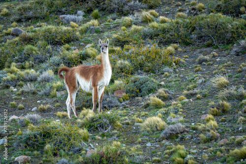 Guanaco stands watching camera on bushy slope