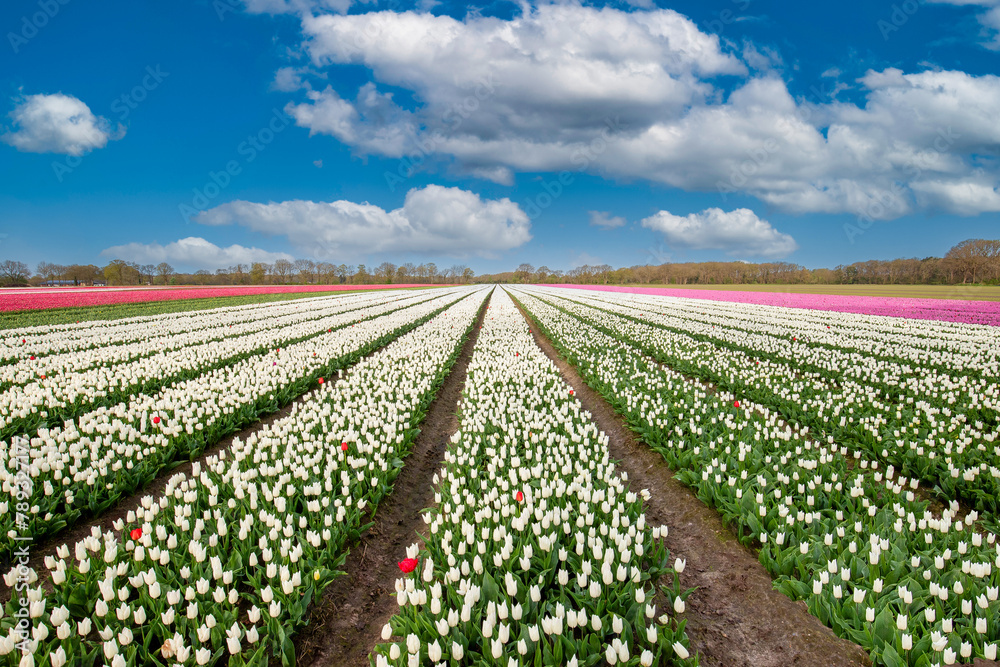 Landscape Dutch flower bulb field with a growing single white early tulip variety called White Prince in tight vertical lines to the horizon against a background of blue sky with cumulus clouds