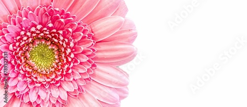 pink gerber daisy photo