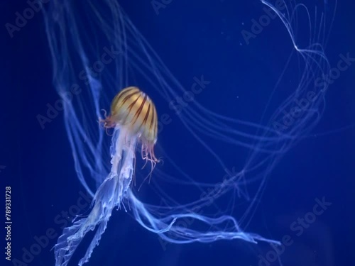 Pacific Sea Nettle, Chrysaora fuscescens exotic jellyfish on dark blue background long poisionous tentacles photo