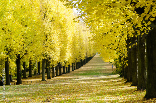 An alley of yellow leaves. Potsdam, Germany.