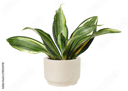 Sansevieria png plant mockup in a ceramic pot photo