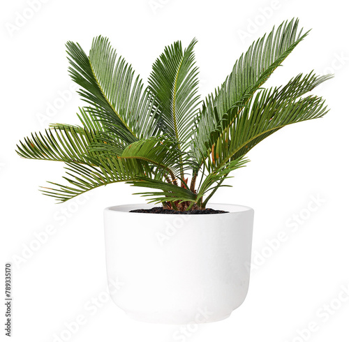 Sago palm png mockup plant