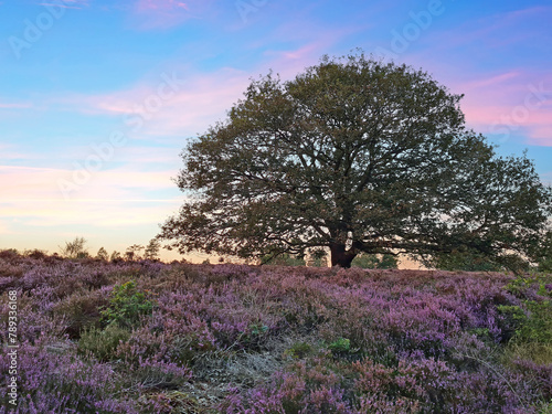 Blooming heater on the Veluwe by the Hills of the Posbank Rheden, Netherlands at sunrise photo