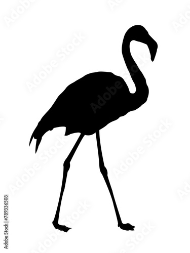 flamingo silhouette isolated on white