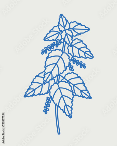 Nettle plant. Line art, retro. Plants and herbs for cosmetics.
