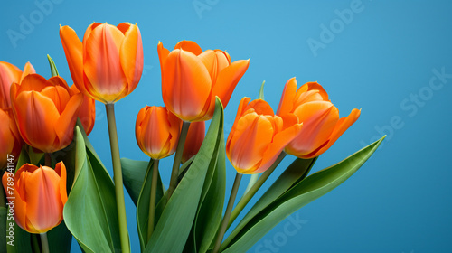 orange tulips on a blue background  natural lighting   reated with Generative Ai