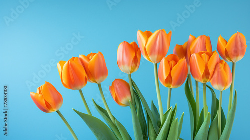 orange tulips on a blue background  natural lighting   reated with Generative Ai